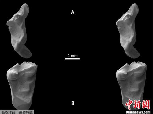 两颗被发现牙齿在电子显微镜下的立体图
