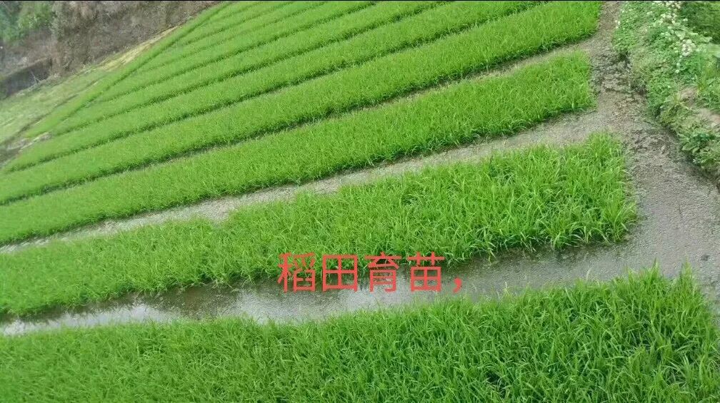 电商扶贫】乌当羊昌15万斤原生态富硒红米待