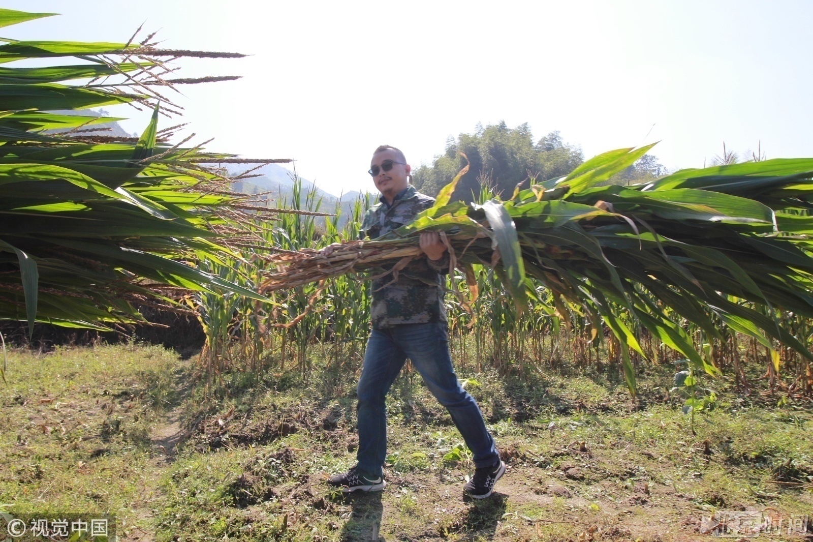 放弃百万年薪工作进山养鸵鸟 只为带领村民致