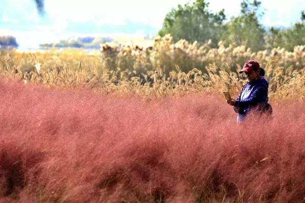 厉害了!滹沱河岸藏了个网红粉色花海,除了赏