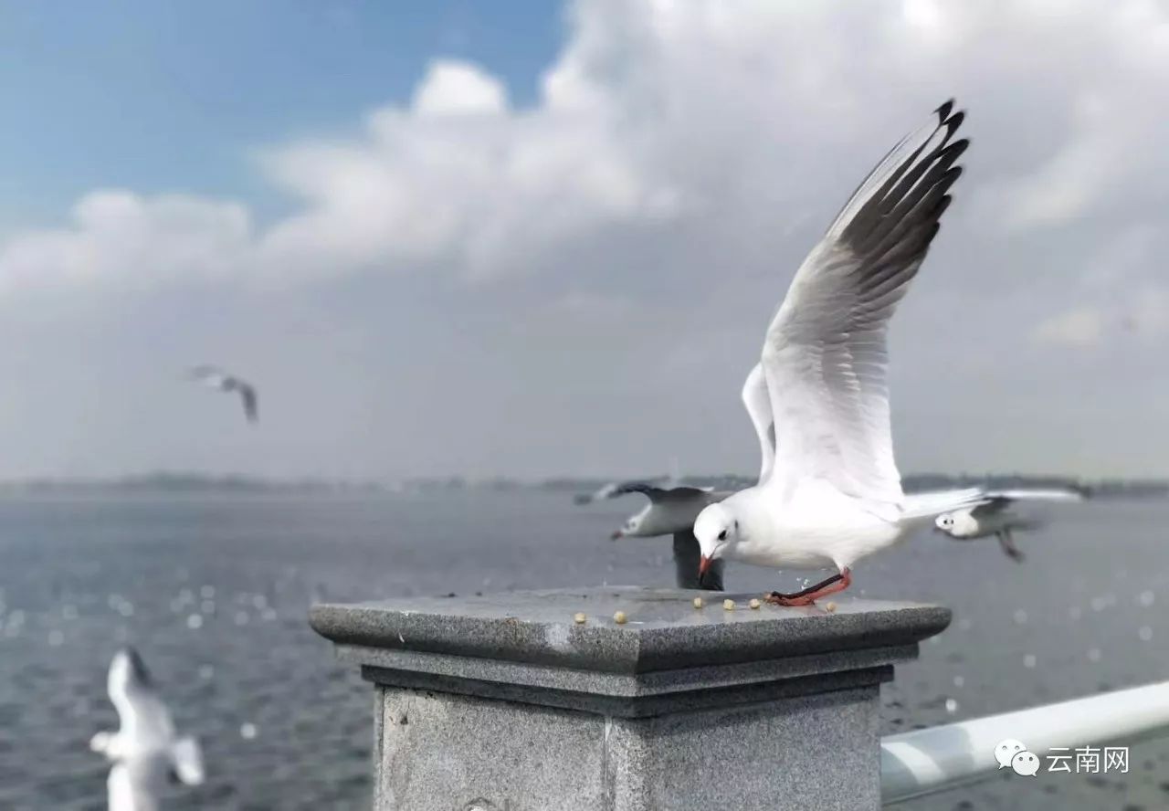 这个周末昆明暖洋洋 不去这些地方太可惜了!|昆