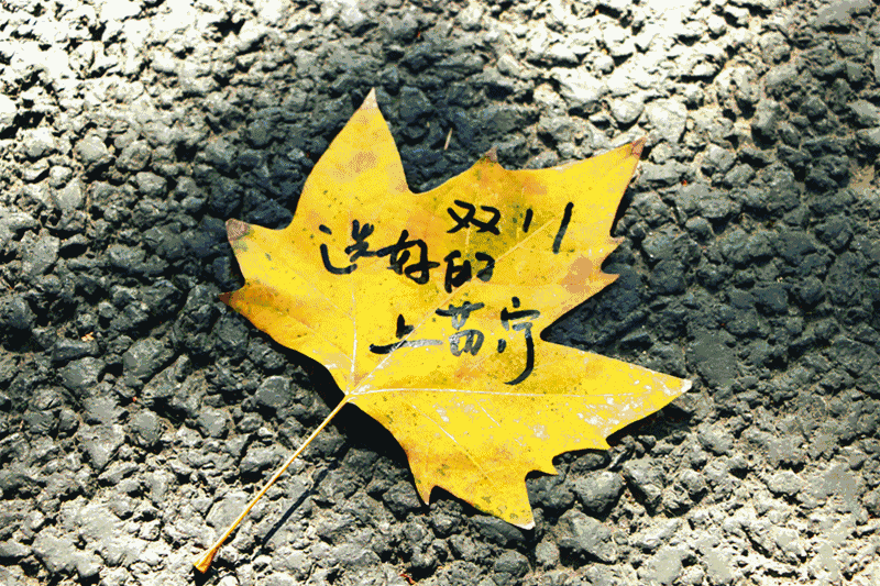 壁纸 昆虫 桌面 800_533 gif 动态图 动图