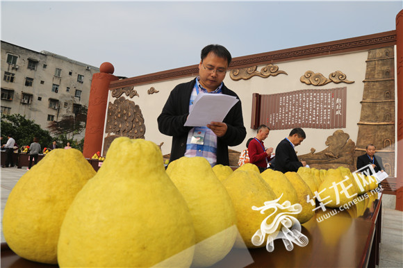 长寿沙田柚比去年更好吃 快收下这份柚惑|沙