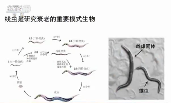 秀丽线虫