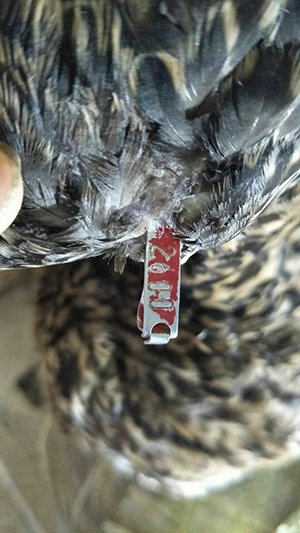安徽姚岗村发现数千野鸭死体:翅膀佩戴科研用环志