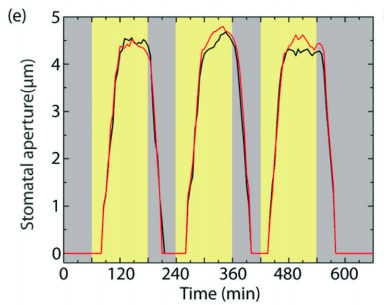 图 3：通过测量气孔开合的时间，科学家们就可以准确判断职务已经处于哪种状态。