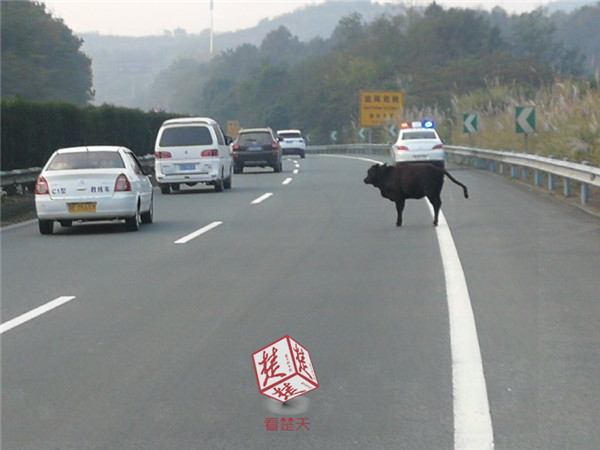 小牛误闯高速拦截无果 牛主人牵来母牛引导其离开