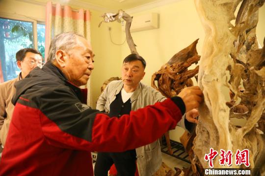 “崖柏达人”王朝阳11年收藏3000余株崖柏 黄余洋 摄