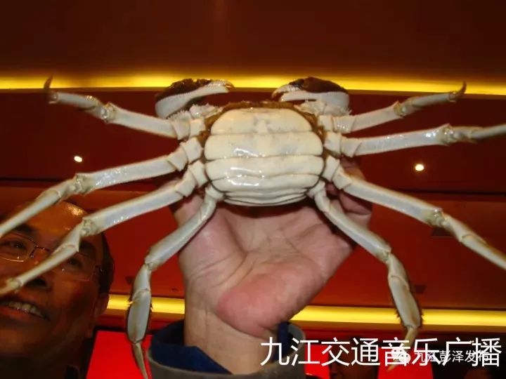 蟹王驾到!彭泽蟹王蟹后拍出80万天价