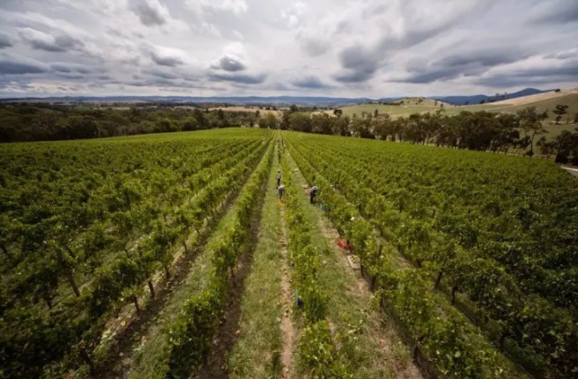 五大洲,五个人,双11现场见证中国方案全球共振