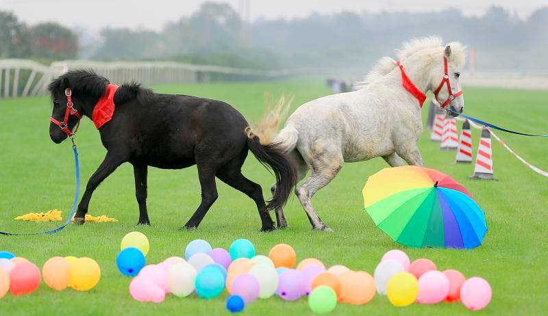情侣马虐哭网友、百匹骏马竞逐温江.为这届中