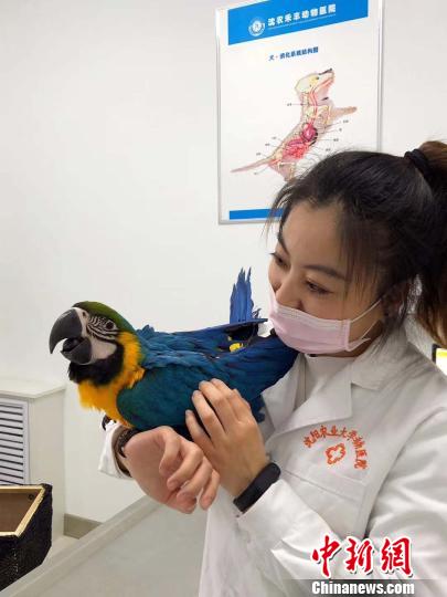 新鲜事!沈阳三甲动物医院兴起用中医给宠物理