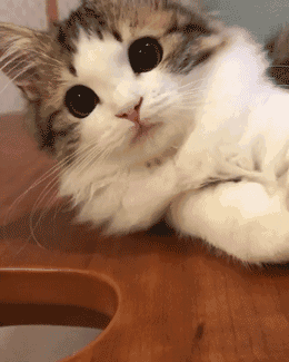 长得不如猫系列!这样标致的喵子太想抱抱了