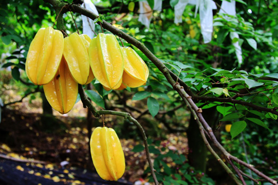 这6条高速年底通车,去粤东粤西更方便了!丨新