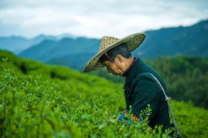 打造千亿云茶大产业,增加茶叶种植面积,规划全
