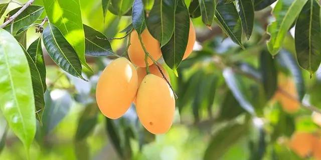 【幸福西饼】100000000人次吃过的蛋糕终于