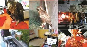 猎鹰爱好者直播平台视频卖鹰 森林公安介入调