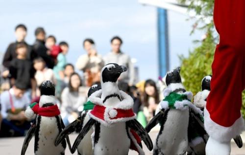 萌翻！日本举行“企鹅圣诞大游行”_场面诙谐(图)