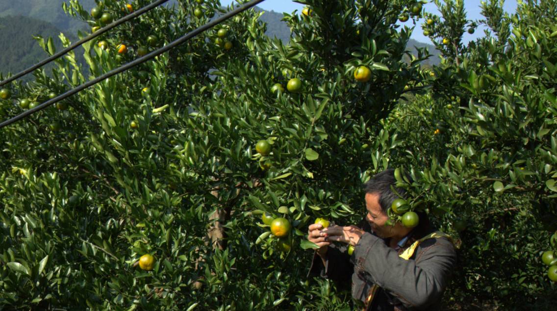 推广丨请等一等这颗甜美的椪柑,请等一等这个