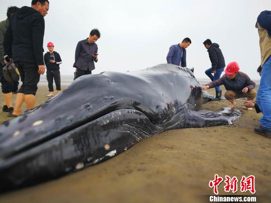 图为14日,座头鲸又游回来了,再次搁浅启东海滩。启东台供图