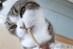 广州阿婆因 吸猫 高烧39℃腋下冒肿块 被猫舔也