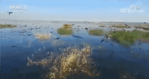 一图| 候鸟迁徙那些不可不知的事儿