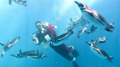 萌翻！日本举行“企鹅圣诞大游行”_场面诙谐(图)