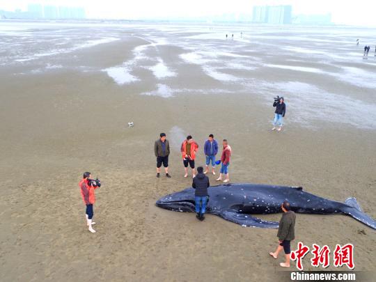 图为昨天返回大海的座头鲸又游回来了,再次搁浅启东海滩。启东台供图