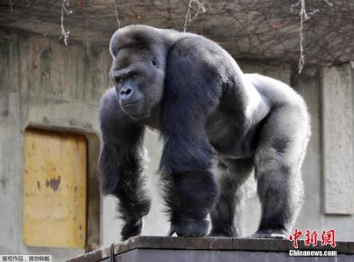 资料图:大猩猩“沙巴尼”(Shabani)。