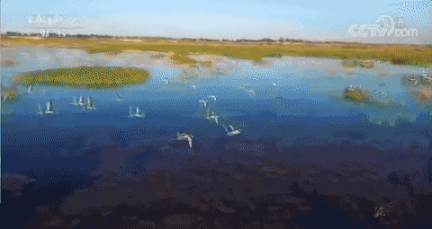 一图 | 候鸟迁徙那些不可不知的事儿|林田|亘古|跋涉_新浪新闻