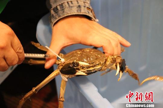 科研人员用注射器从蟹的步足基部提取血液,做基因水平方面的检测。 上海海洋大学供图。