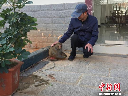 图为猕猴被陈师傅精心喂养 钟欣 摄