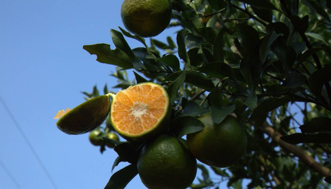 甜美的椪柑,请等一等这个老去的村子…|水果|果