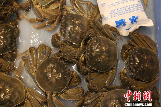 参赛单位提供参与评比的河蟹。 上海海洋大学供图。