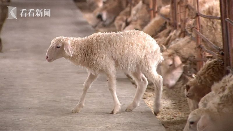 视频|养殖场灰太狼出没 内外勾结窃得湖羊15
