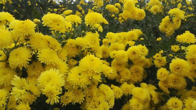 杭州建德两个地方藏有大片菊花 超美超壮观