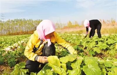 解读 | 土地承包到期再延30年,让宁夏土地流转