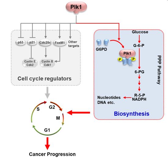 中国科大研究揭示肿瘤细胞代谢重编程与周期调