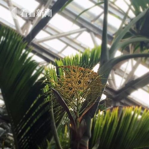 繁花艳秋意浓 上海植物园发布深秋花讯|上海植