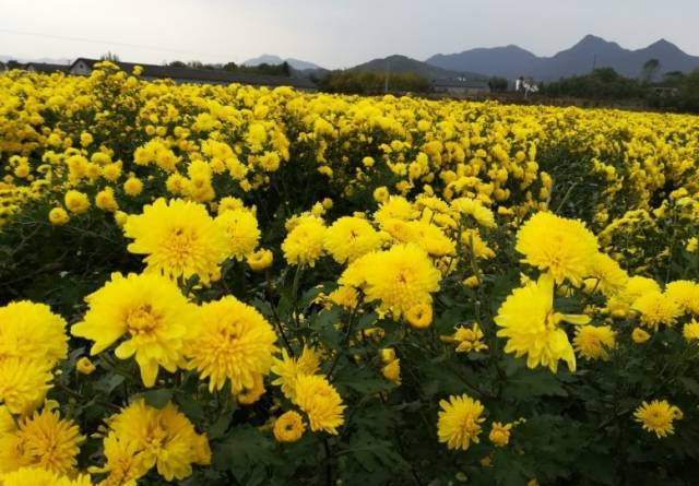 杭州建德两个地方藏有大片菊花 超美超壮观