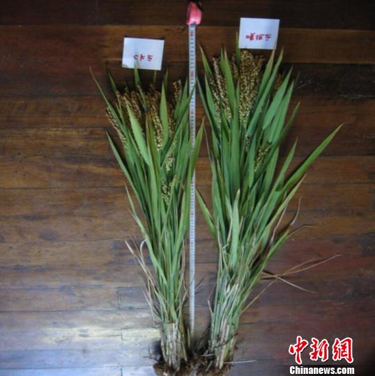 图为:水稻在新型叶面肥喷洒前后对比图。 熊义勤 摄