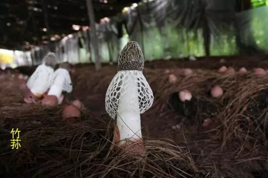 重奖2万元!贵州省农委食用菌品牌名称和logo火