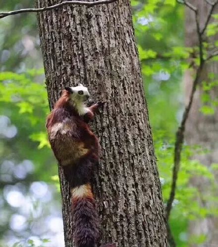 酱油不是油 蜗牛不是牛 海马不是马 而寒号鸟竟
