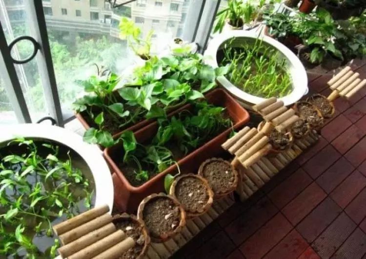 只用来吃太浪费了,种在盆里,竟然这么美!|盆栽|