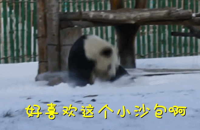 虽然已经不是第一次见到下雪,但它们还是和去年一样,兴奋地在雪中奔跑、翻滚,充满了活力。亚布力熊猫馆共有两只成年大熊猫,分别是雌性大熊猫思嘉和雄性大熊猫佑佑,它们都是2016年7月5日从四川接运到亚布力的,即将在黑龙江度过第二个冬天。饲养员说,目前的温度还不会对大熊猫造成影响,之后他们将根据实际天气情况,调整大熊猫的室外活动时间以及食物的投放量。(央视编辑 宋果晓 郑世成)