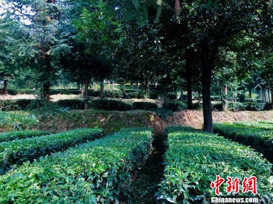 贵州抹茶首次规模化出口日本