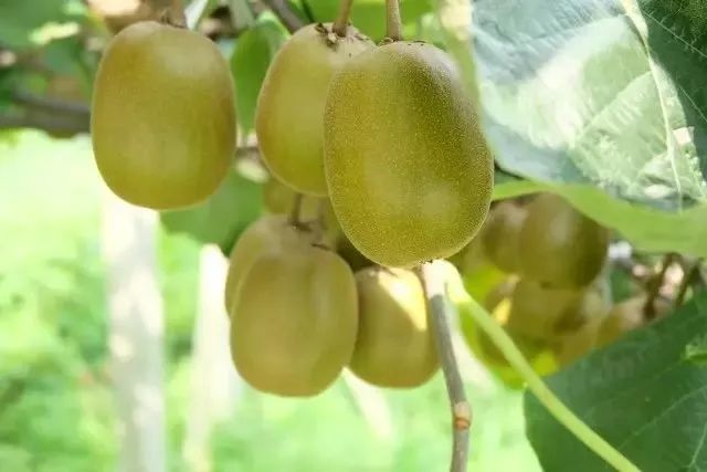 实用!猕猴桃到底是不是奇异果!红心、黄心、绿