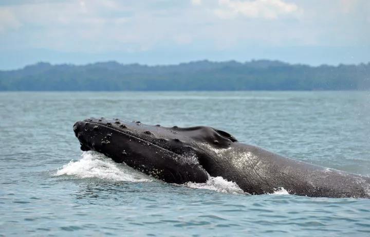 日本“捕鲸船”计划再猎杀333头鲸！