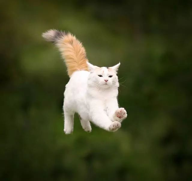 震惊!科学家发现了一个新物种--会飞的猫!