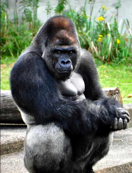 日动物园举办动物大选 “美男子”大猩猩夺冠(图)